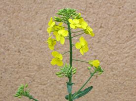 plante colza biologique
